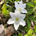 Anemone trifolia Λουλούδι