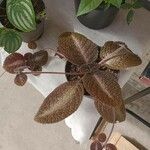 Episcia cupreata ᱥᱟᱠᱟᱢ