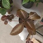 Episcia cupreata Leaf