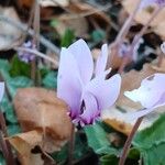 Cyclamen hederifolium Blodyn