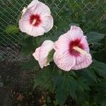 Hibiscus palustris Other