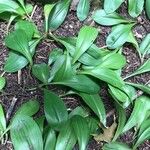 Clintonia borealis叶