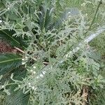 Parthenium hysterophorus Feuille