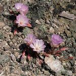 Lewisia rediviva Natur