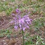 Allium coloratum