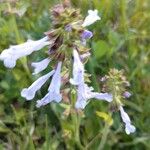 Salvia lyrataKukka