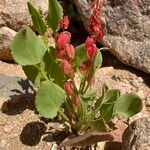 Rumex vesicarius Blatt