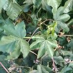 Gossypium barbadense Leaf
