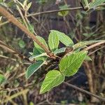 Viburnum carlesii Leaf