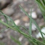 Thesium alpinum Habit