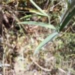 Trifolium purpureum Folha