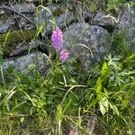 Dactylorhiza majalisFlower