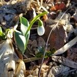 Galanthus plicatus Cvet