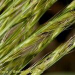 Festuca maritima Φρούτο