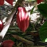 Theobroma cacao Cvet