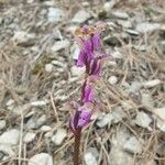 Orchis spitzelii Flower