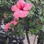 Hibiscus rosa-sinensisFloro