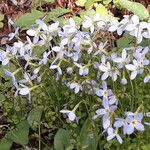 Houstonia serpyllifolia Flower