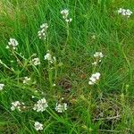 Cochlearia anglica आदत