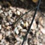 Viburnum phlebotrichum Corteccia