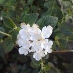 Lantana montevidensisLorea