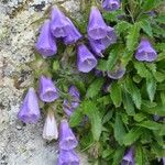 Campanula wanneri Bloem