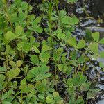 Marsilea quadrifolia Likasa