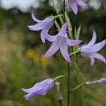 Campanula rapunculusBloem