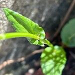 Rumex arifolius Blad