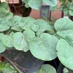 Cercis occidentalis Hostoa