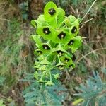 Euphorbia characias Flor