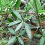 Crucianella latifolia Blad