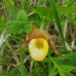 Cypripedium parviflorum Kwiat