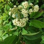 Cordia dentata Flor