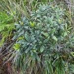 Dubouzetia acuminata Hábito