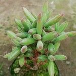 Crassula lanuginosa ᱥᱟᱠᱟᱢ