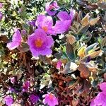 Cistus albidusFlower