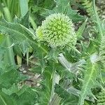 Echinops sphaerocephalus Virág