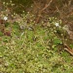 Sedum monregalense Habitat