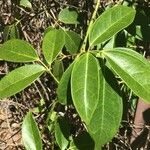 Holboellia coriacea Blad