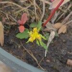 Rorippa palustris Цвят