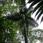 Iriartea deltoidea Bark