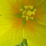 Ludwigia grandiflora Fula