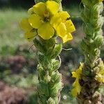 Verbascum densiflorum പുഷ്പം