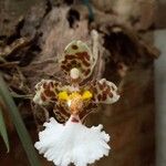 Oncidium altissimum Flor