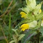 Rhinanthus major Квітка