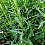 Leucanthemum maximum পাতা