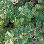 Rubus tricolor Leaf