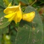 Cajanus cajan Flower