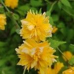 Kerria japonica Λουλούδι